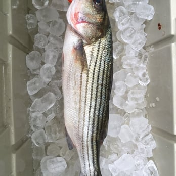 Chesapeake's Bounty - Striped bass - Seafood Markets Near Me - Saint Leonard, Maryland Chesapeake's Bounty - Striped bass - Seafood Markets Near Me - Saint Leonard, Maryland