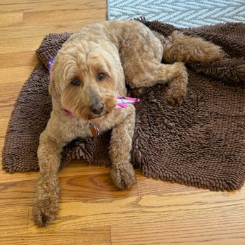 Pet Supplies Plus Cary NW - Pet Groomers Near Me - Cary, North Carolina