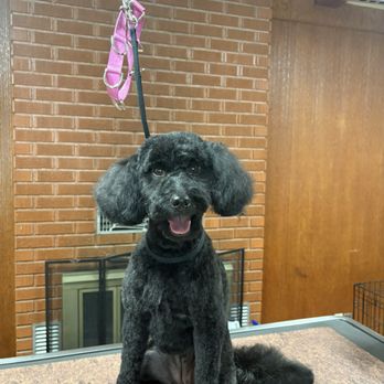 Gem State Grooming - Pet Groomers Near Me Gem State Grooming - Pet Groomers Near Me