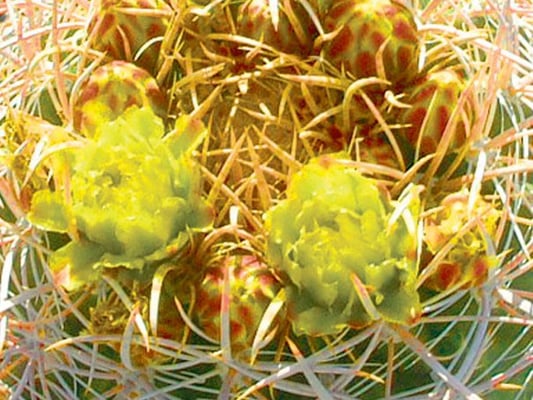 Miracle Manor Boutique Hotel & Spa by null