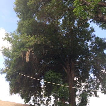 Alberts Tree Service - Tree that needed to come down - Tree Services Near Me - Azusa, California