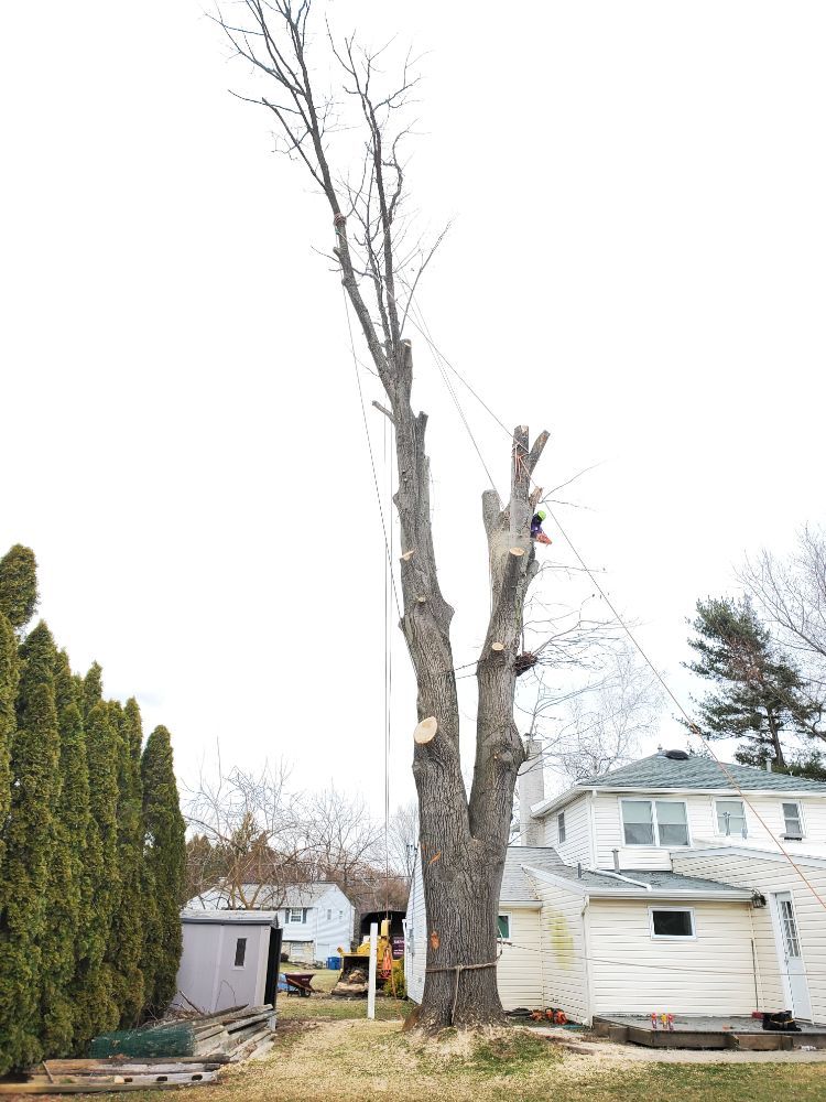 Flores Tree Services & Landscaping - tree service in Warminster, PA