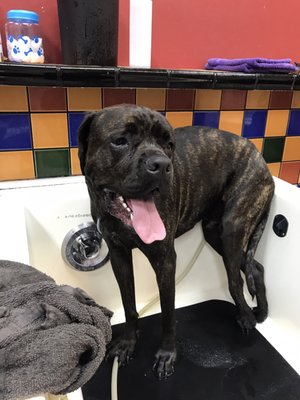 Hair Of The Dog Wash and Groom by null