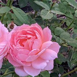 Eastside Schoolhouse Gardens