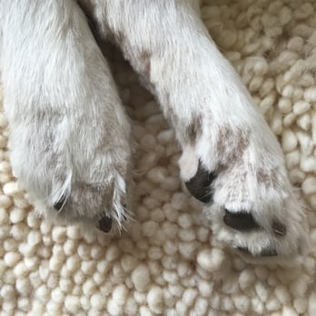 Claws N Paws - The choppy job the groomer did for my dog - Dog Walkers Near Me