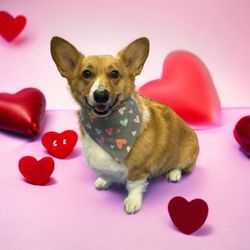 Calling All Paws - Always ready for her glam shots