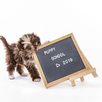 Silver Moon Photography - Puppy School at Canine Learning Academy - Event Photography Near Me - Huntington Beach, California Silver Moon Photography - Puppy School at Canine Learning Academy - Event Photography Near Me - Huntington Beach, California