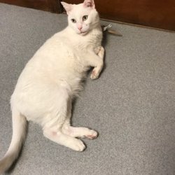 Angel Care Animal Hospital & Pet Resort - Ashes relaxing before his exam