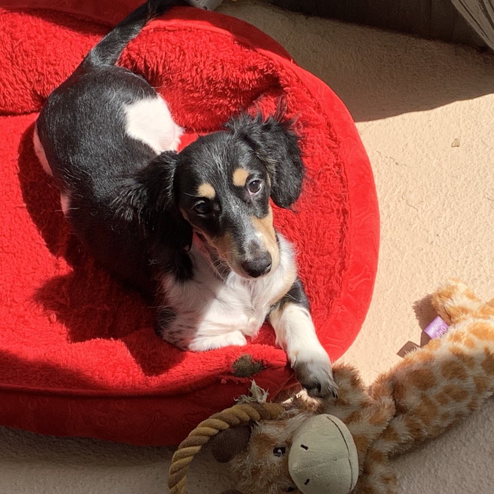Full Circle Miniature Dachshunds - Sun bathing - Pet Breeders Near Me Full Circle Miniature Dachshunds - Sun bathing - Pet Breeders Near Me