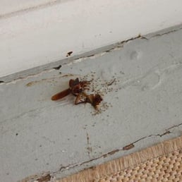 Ants in my room eating a dead roach!! Ants in my room eating a dead roach!!