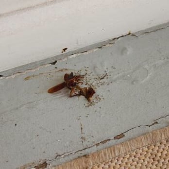 Bungalow Beach Resort - Ants in my room eating a dead roach!! - Bed & Breakfast Near Me - Bradenton Beach, Florida Bungalow Beach Resort - Ants in my room eating a dead roach!! - Bed & Breakfast Near Me - Bradenton Beach, Florida