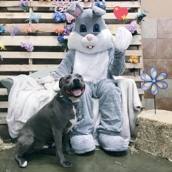 PetSmart - Pet Training Near Me - El Paso, Texas PetSmart - Pet Training Near Me - El Paso, Texas