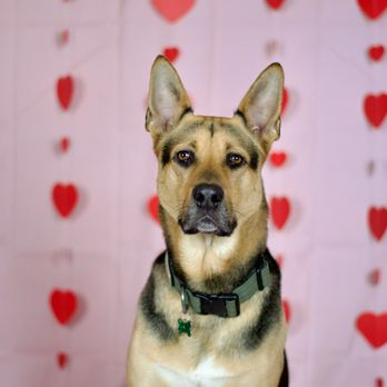 Dapper Dog Spa - Loki - Pet Groomers Near Me - Whittier, California Dapper Dog Spa - Loki - Pet Groomers Near Me - Whittier, California