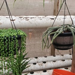 Succulents Big Heart Land