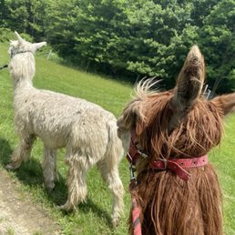 Walking with the alpacas Walking with the alpacas