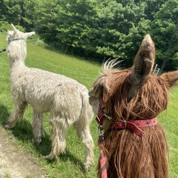 Clover Brooke Farm - Walking with the alpacas - Attraction Farms Near Me - Hyde Park, New York Clover Brooke Farm - Walking with the alpacas - Attraction Farms Near Me - Hyde Park, New York