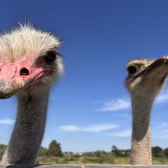 Ostrichland USA - Attraction Farms Near Me - Solvang, California Ostrichland USA - Attraction Farms Near Me - Solvang, California