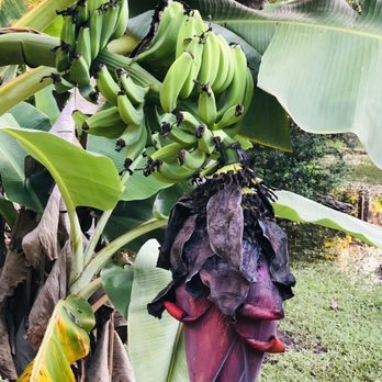 Riverland Preserve - Bananas - Parks Near Me - Fort Lauderdale, Florida Riverland Preserve - Bananas - Parks Near Me - Fort Lauderdale, Florida