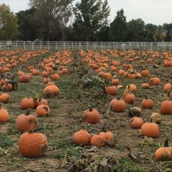 The Pumpkin Patch!