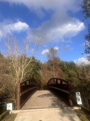 Couturie Forest by null