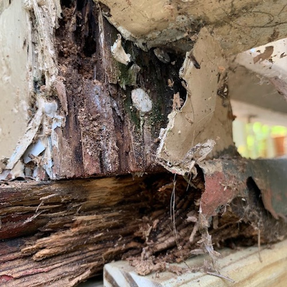 Terminix - Pest Control Near Me - Trenton, New Jersey Terminix - Pest Control Near Me - Trenton, New Jersey
