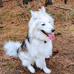 Hometown Animal Hospital - Sweet Olaf living his best life