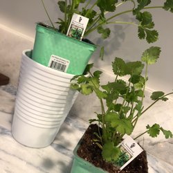 Cilantro