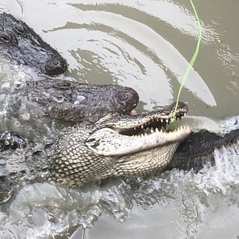 Gator Country - We are feeding the gators - Zoos Near Me - Beaumont, Texas
