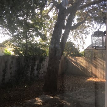 Arborist Action Professional Tree Service - Before removal. - Tree Services Near Me - New Smyrna Beach, Florida Arborist Action Professional Tree Service - Before removal. - Tree Services Near Me - New Smyrna Beach, Florida