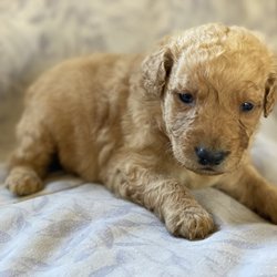 GDS Puppies