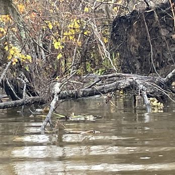 Ultimate Swamp Adventures - Tours Near Me - Westwego, Louisiana Ultimate Swamp Adventures - Tours Near Me - Westwego, Louisiana