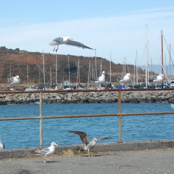 Fort Baker - reminds me of those birds MINE MINE MINE from Nemo - Parks Near Me - Sausalito, California