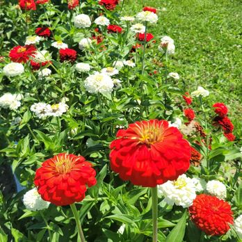 Pickwick Place - Zinnas - Farmers Market Near Me - Bucyrus, Ohio