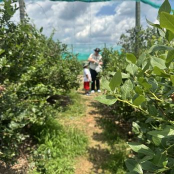 Alstede Farms - We had a great time picking blueberries, raspberries and sour cherries, during the Blueberry Festival. - Fruits & Veggies Near Me - Chester, New Jersey