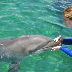 Miami Swim with Dolphin Tours and Tickets - Dolphin Encounter (Non-Swim Program)