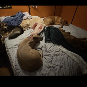 Camp Run-A-Mutt - Puppy's sleeping together - Pet Groomers Near Me - Waterloo, Iowa Camp Run-A-Mutt - Puppy's sleeping together - Pet Groomers Near Me - Waterloo, Iowa