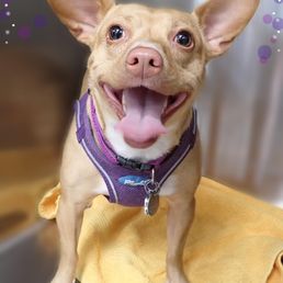 This is the sweet photo the doctors office provided to us of our dog before surgery. I've never gotten her to smile so big!