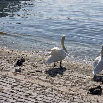 Bürkliplatz - Swans & ducks enjoying the warm weather - Landmarks & Historical Buildings Near Me - Zürich, ZH