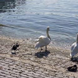 Bürkliplatz - Swans & ducks enjoying the warm weather