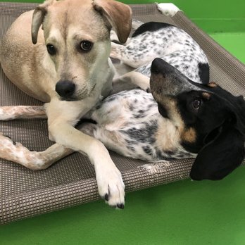 D is for Doggy - Kaia and her buddy Hank! - Pet Groomers Near Me - New York, New York