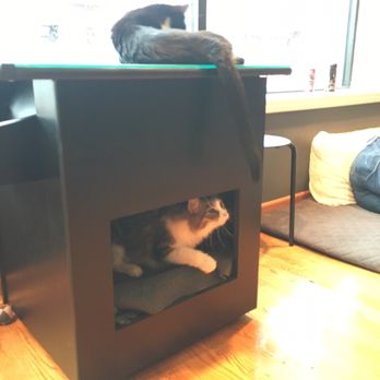 The Catcade - Animal Shelters Near Me - Chicago, Illinois The Catcade - Animal Shelters Near Me - Chicago, Illinois