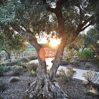Ram's Gate Winery - Sunset behind Olive Tree - Wineries Near Me - Sonoma, California