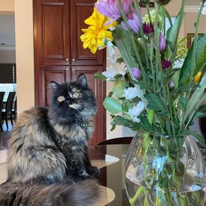 Cat Diggity Dog Salon on Yelp