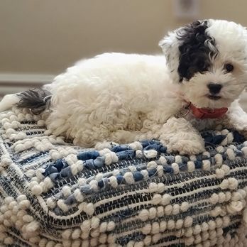 Supreme Puppy - Yup.  Definitely belong here. - Pet Breeders Near Me