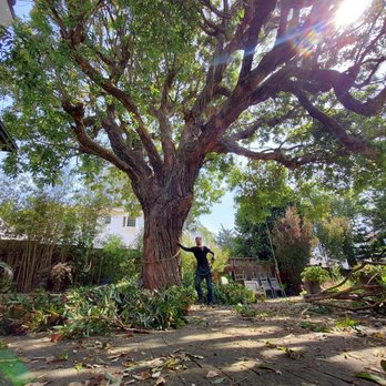 Raphael's Tree Service - Tree Services Near Me Raphael's Tree Service - Tree Services Near Me