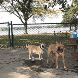 Happy pups! Happy pups!