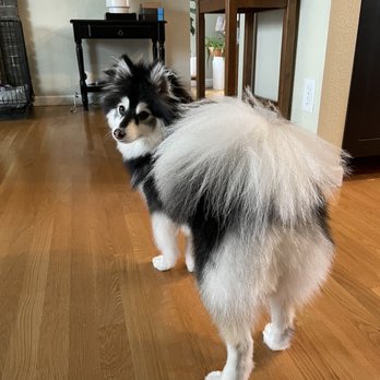 Pawbillion - Pet Groomers Near Me - Bellevue, Washington Pawbillion - Pet Groomers Near Me - Bellevue, Washington