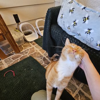 Evergreen Cat Lodge - Pet Boarding Near Me - Evergreen, Colorado Evergreen Cat Lodge - Pet Boarding Near Me - Evergreen, Colorado