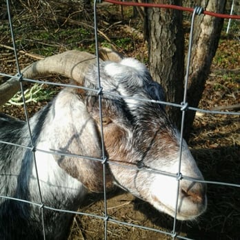 Borough of Queens - A goat at Queens County farm - Local Flavor Near Me