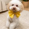 Luscious Paws gift card